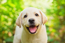 Puppy training program for new and young puppies