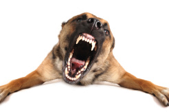 Behaviour modification for aggression, barking, chewing, and other problematic behaviours