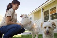Let your dog stay with a professional dog trainer while you are away