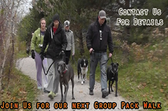 Niagara Dog Training Group Pack Walk