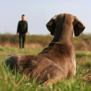 We will teach you about dog psychology to help you better understand your canine as an animal