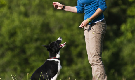 Our training methods at Niagara Dog Training