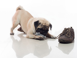 Solutions to dog problems such as chewing, barking, aggression and more