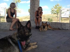 personalized dog training to meet your dog's needs
